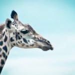 Il regista carlos carvalho muore a 47 anni, ucciso da una giraffa