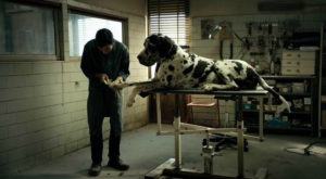 Sarà "dogman" a rappresentare l'italia agli oscar 2019