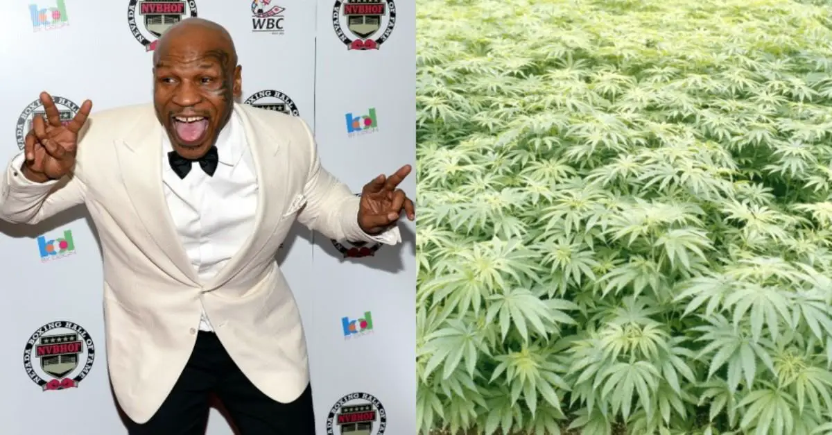 Mike Tyson, Marijuana, Cannabis, weed