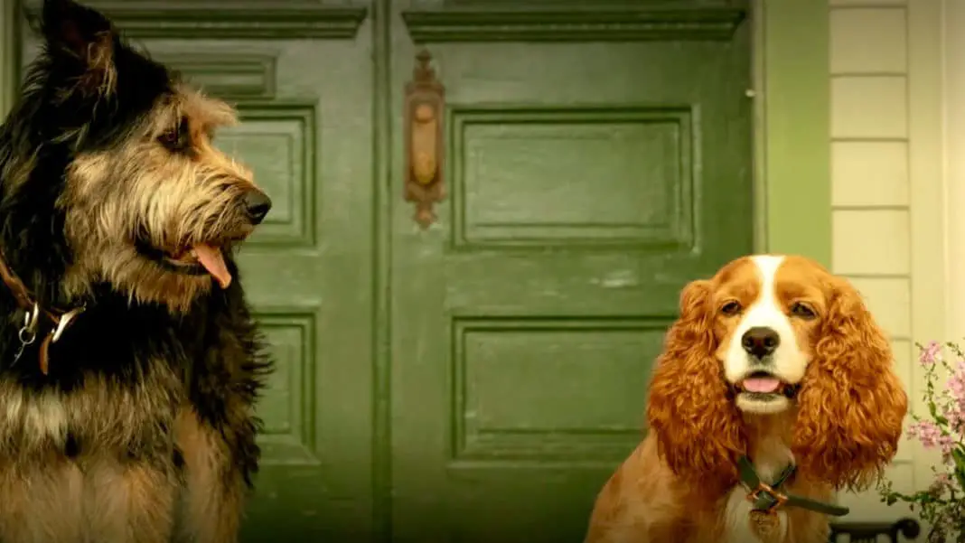 Lilli e il Vagabondo tutto sul live action