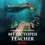 My octopus teacher vince il 24esimo stambecco d'oro
