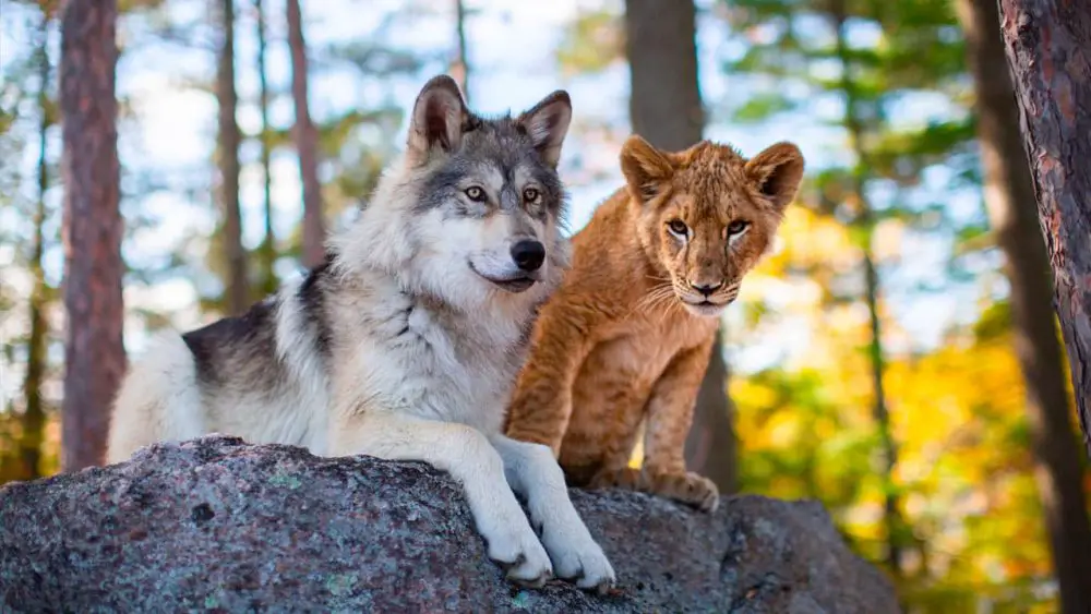 il lupo e il leone film