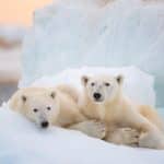 Polar bear, dal 22 aprile su disney+