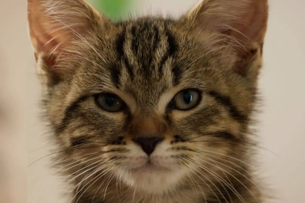 vita da gatto