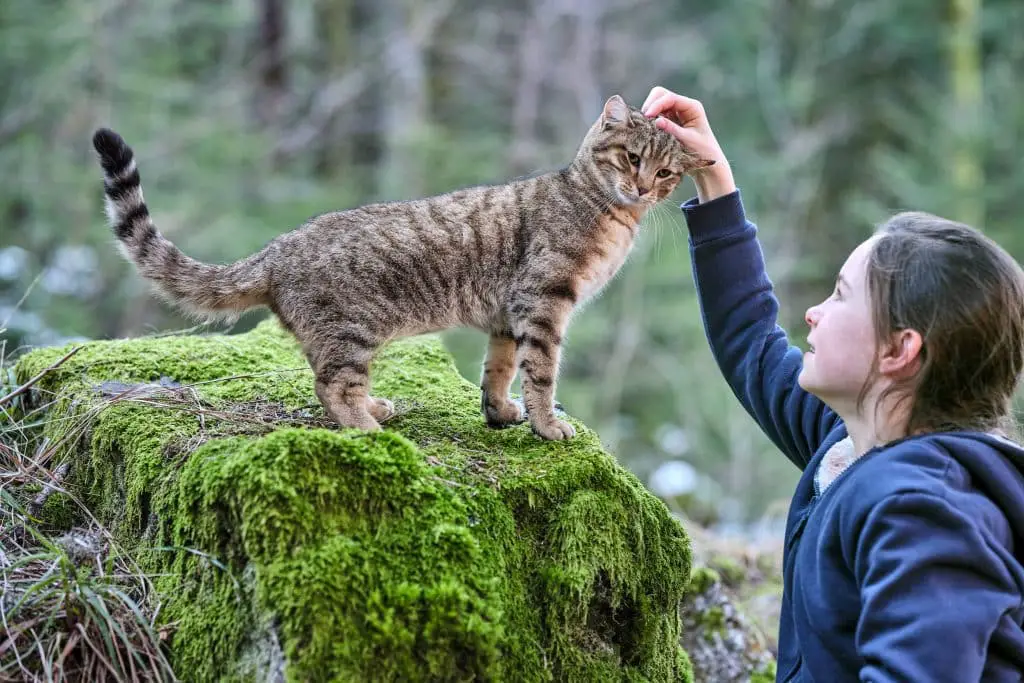 vita da gatto