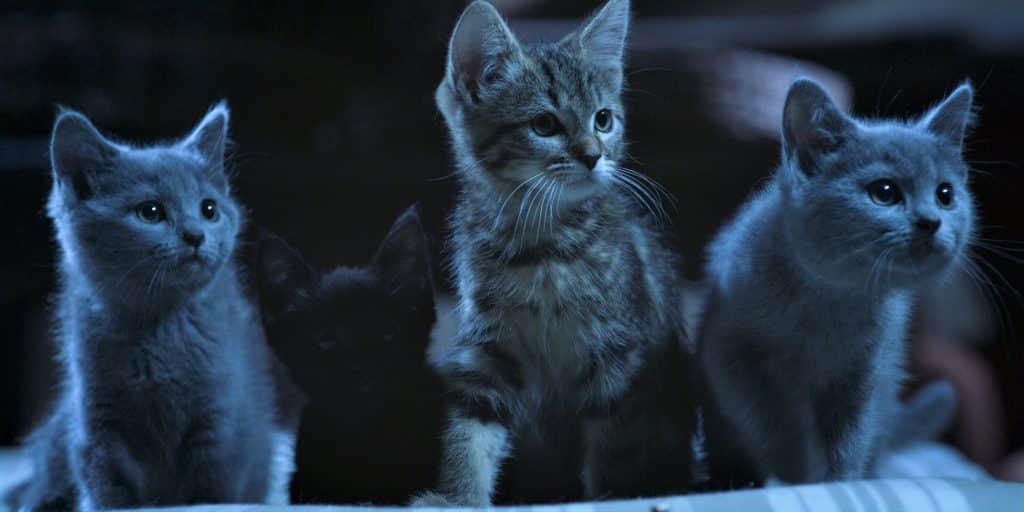 vita da gatto