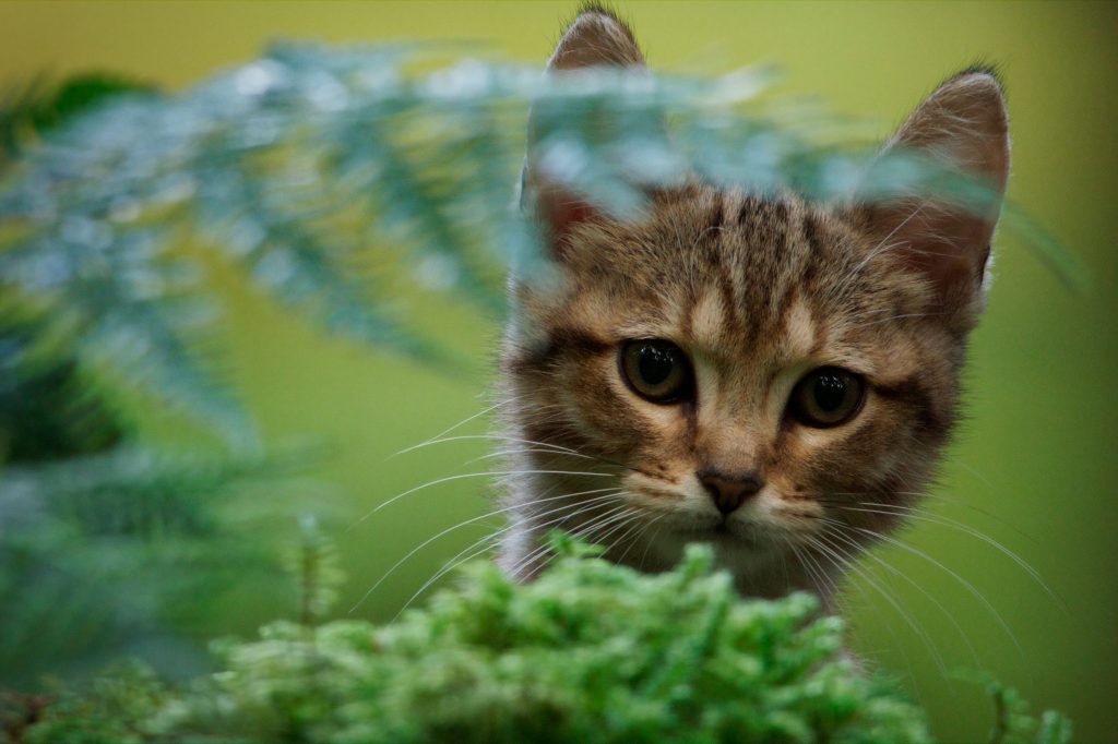 Vita da gatto