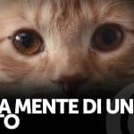 Nella mente di un gatto, pensi netflix ma poi è solo hinge