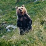 Pericolosamente vicini, una convivenza difficile