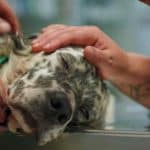 Altri animali, da gennaio al cinema