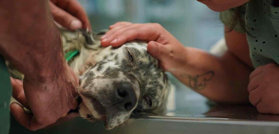 Altri animali, da gennaio al cinema