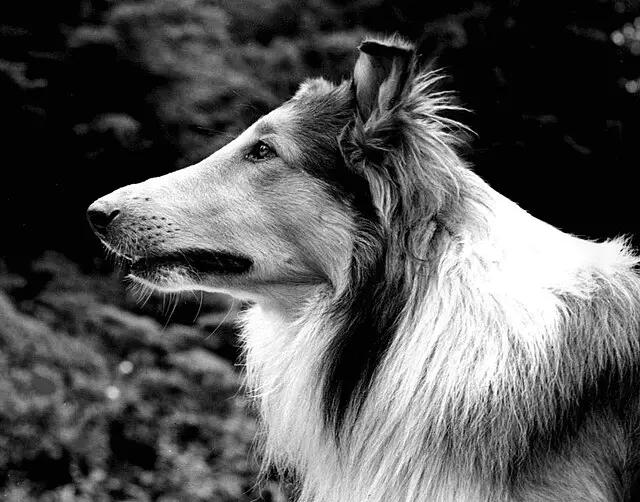 Lassie è pal