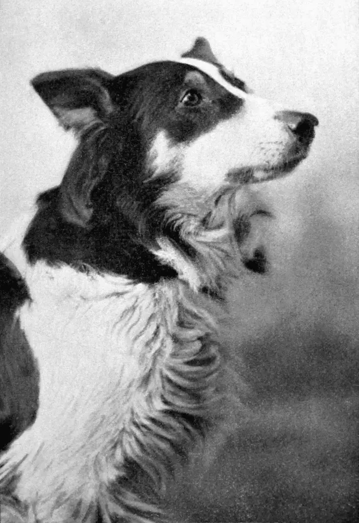 Jean the vitagraph dog