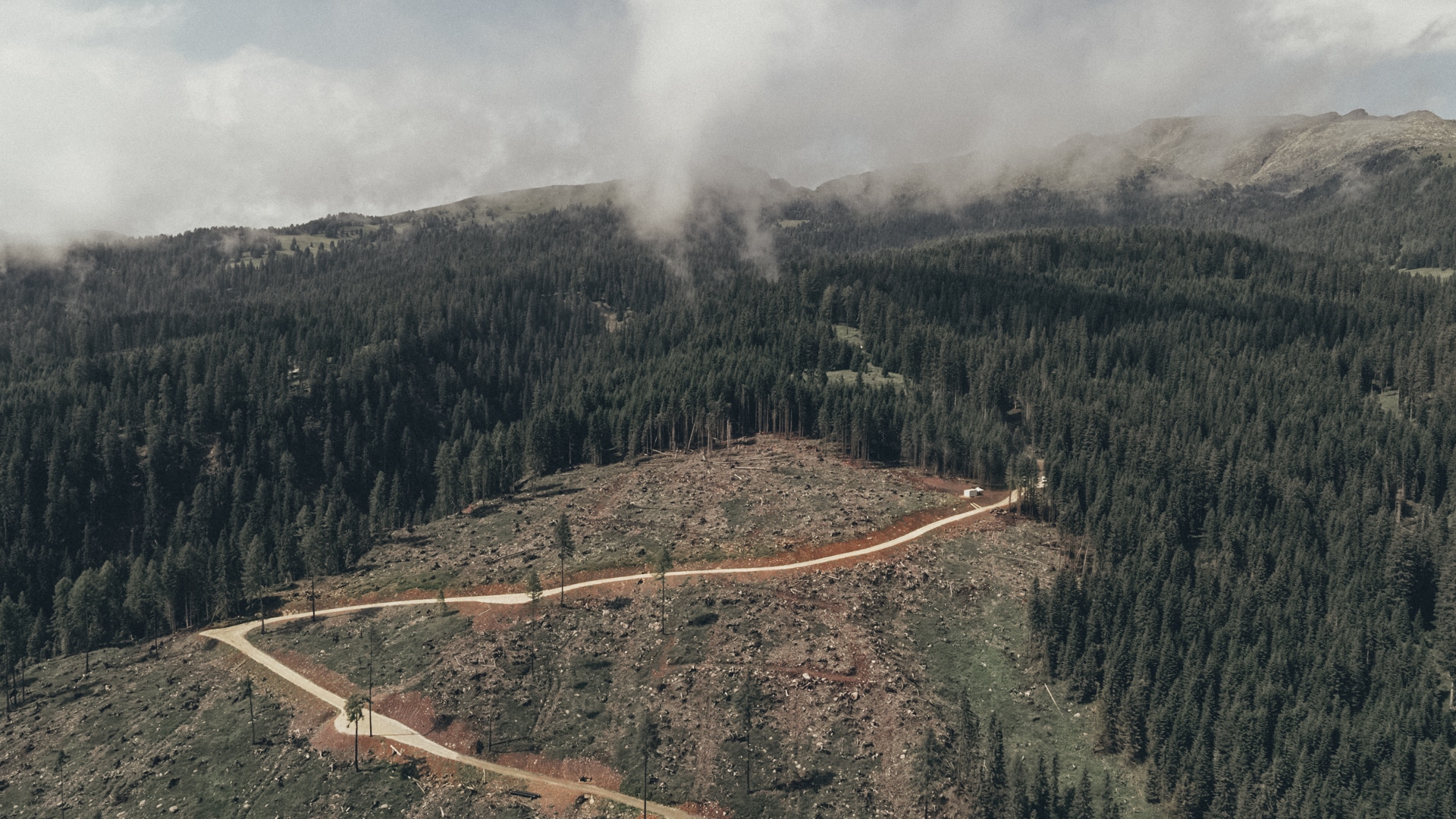 Il codice del bosco al cinema dal 5 maggio