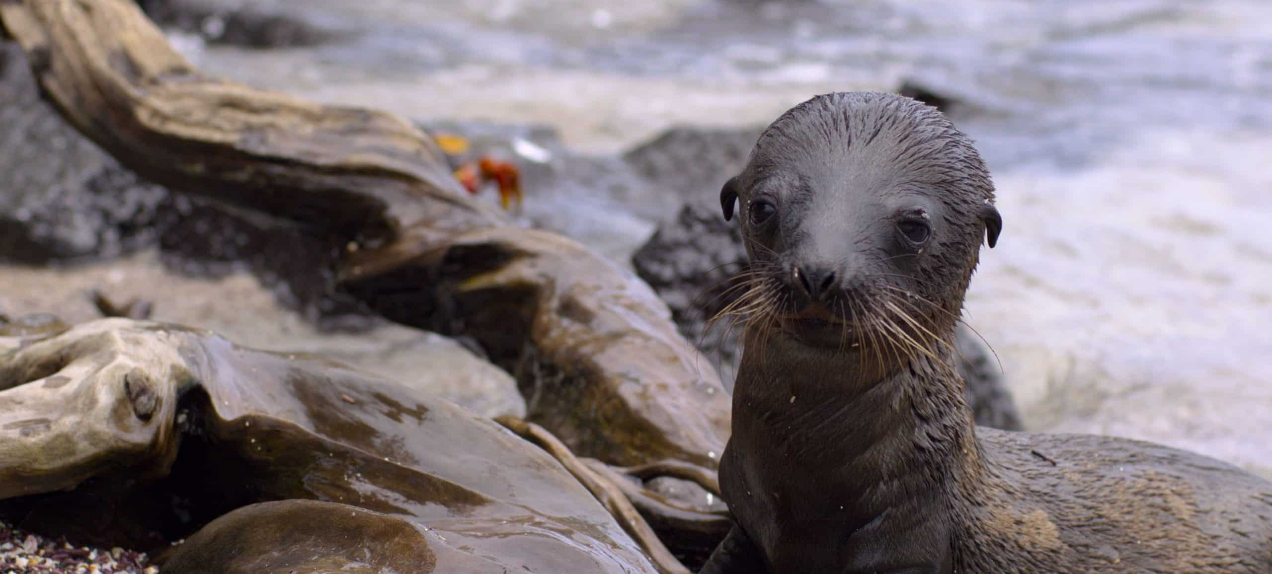 Disneynature presenta un nuovo film per festeggiare la giornata della terra