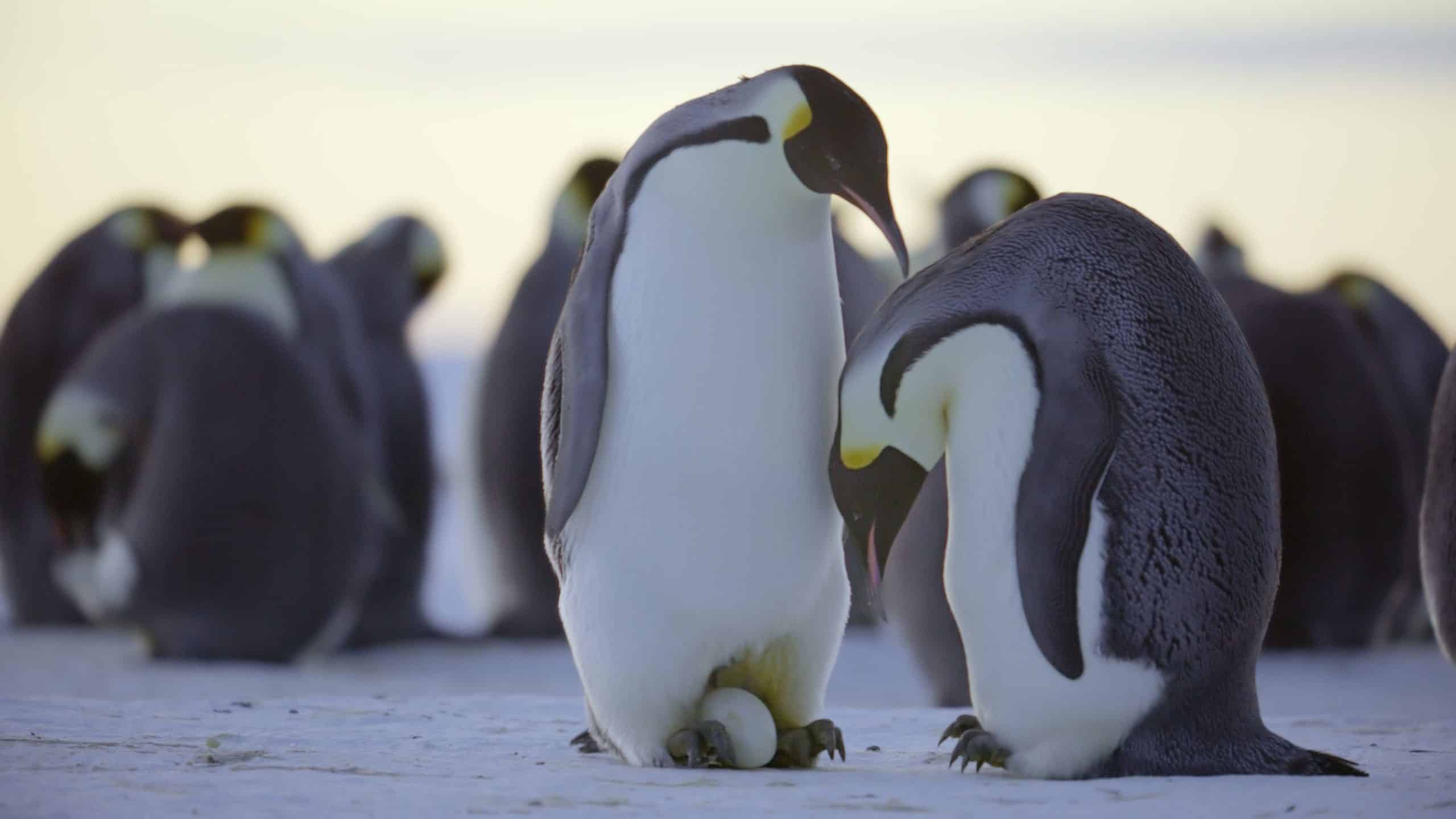 I segreti dei pinguini la nuova serie disney+