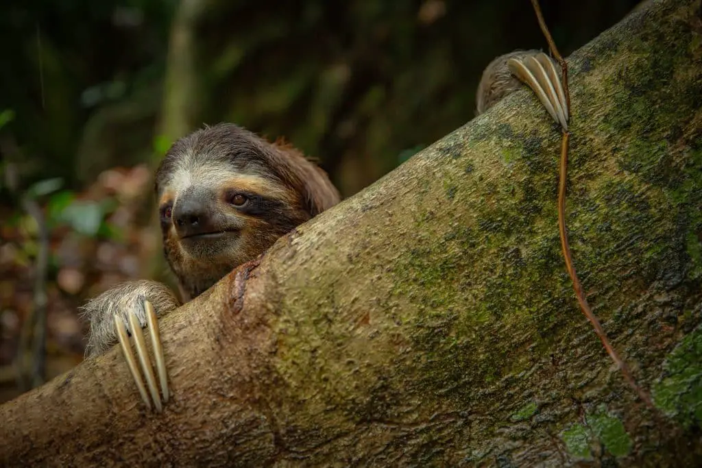 Underdogs, gli eroi della natura dal 16 giugno su disney+ Underdogs