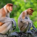 Underdogs, gli eroi della natura dal 16 giugno su disney+