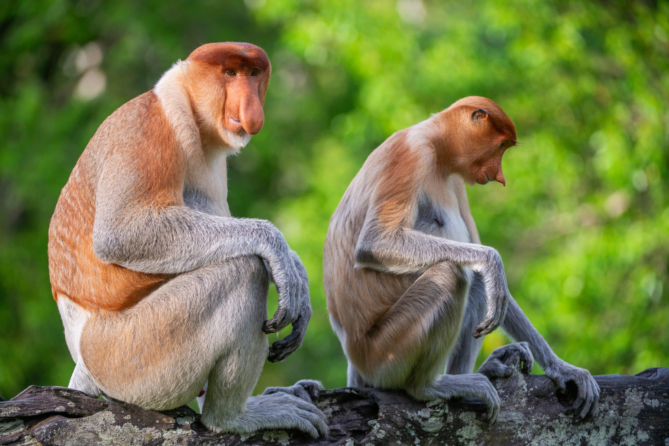 Underdogs, gli eroi della natura dal 16 giugno su disney+