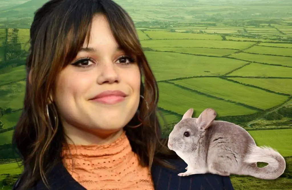 Jenna ortega, la cura perfetta per salvarsi dall'infelicità Jenna ortega cincillà adozione infelicità