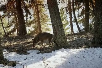 In marcia con i lupi 16,17 e 18 giugno