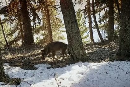 In marcia con i lupi 16,17 e 18 giugno