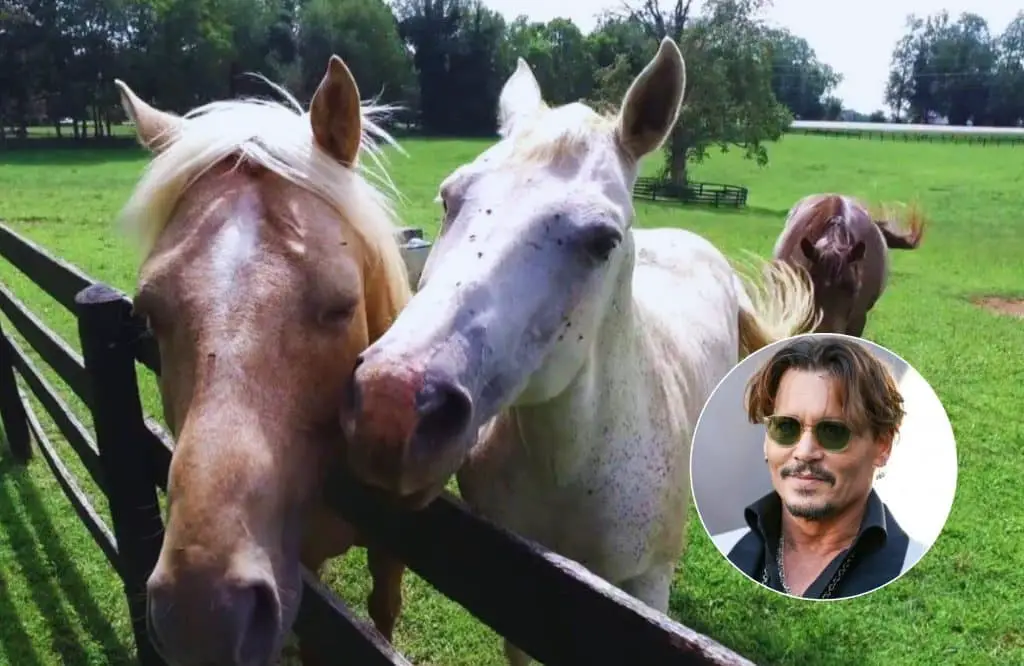 Johnny depp lo salva da una morte certa: grande atto d'amore Johnny depp cavalli passione