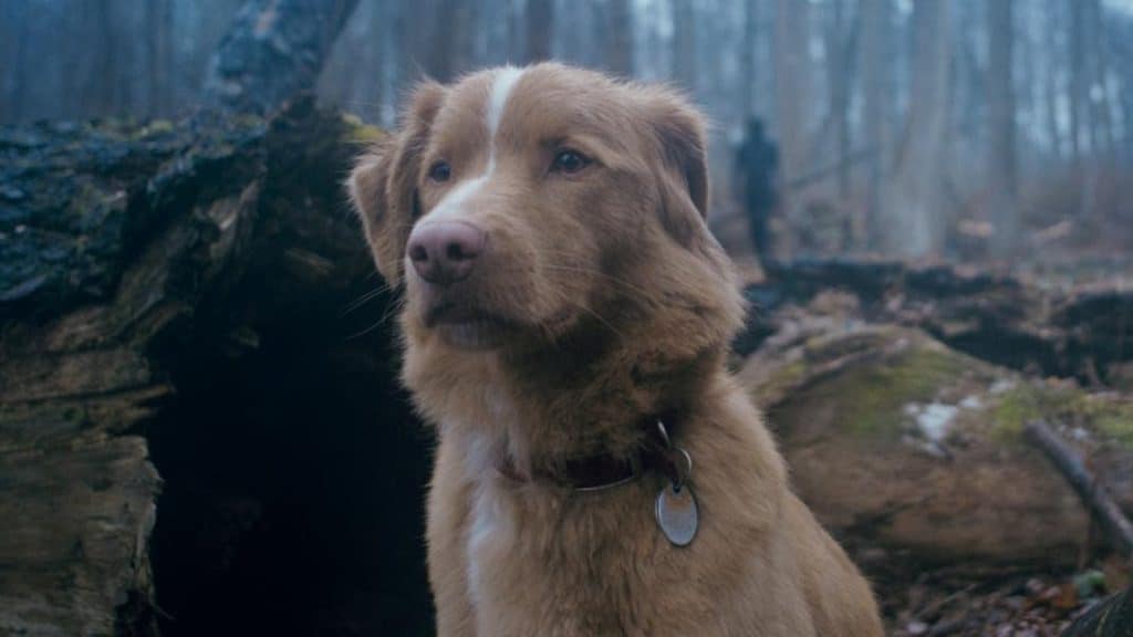 Good boy di ben leonberg è il film d'apertura di alice nella città 2025