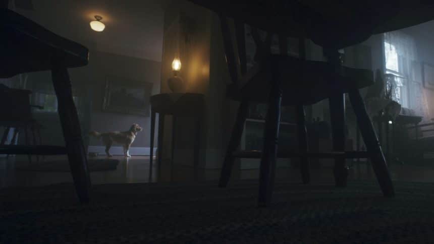 Good boy in streaming