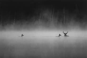 Whispers in the woods