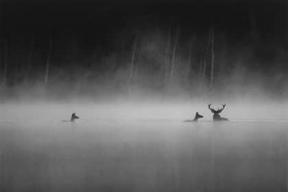 Whispers in the woods