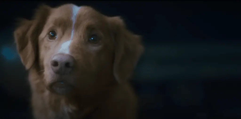 Good boy da oggi in streaming Good boy da oggi in streaming