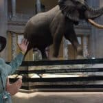 Ghost elephants, il documentario national geographic firmato werner herzog
