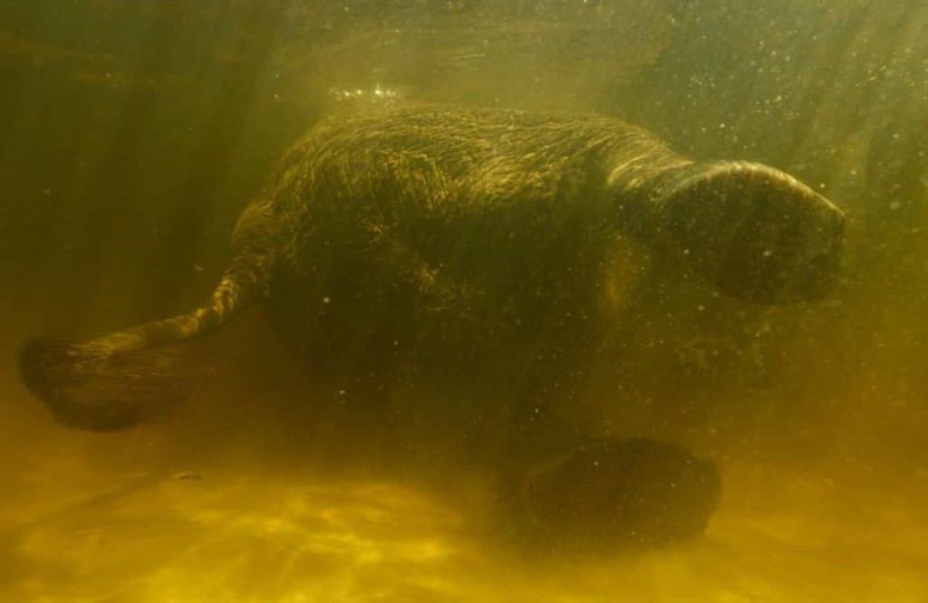Ghost elephants national geographic