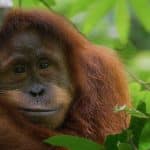 Orango: il nuovo film disneynature debutta il 22 aprile