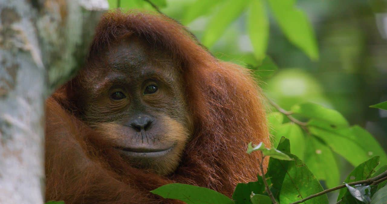 Orango: il nuovo film disneynature debutta il 22 aprile
