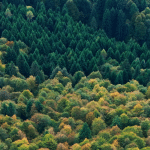 Forest - il futuro ha radici antiche, il documentario in sala