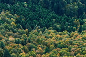 Forest il futuro ha radici antiche