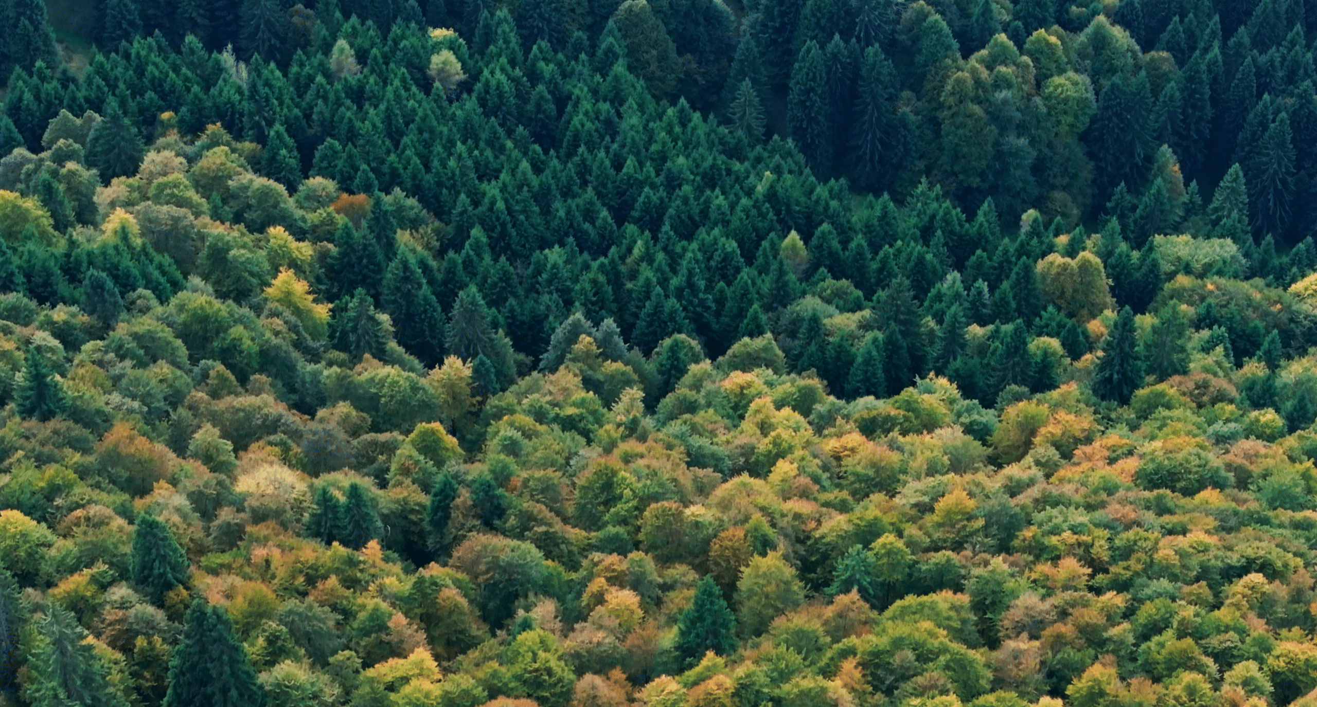 Forest il futuro ha radici antiche