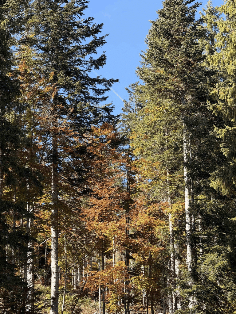Forest - Il futuro ha radici antiche, il documentario in sala