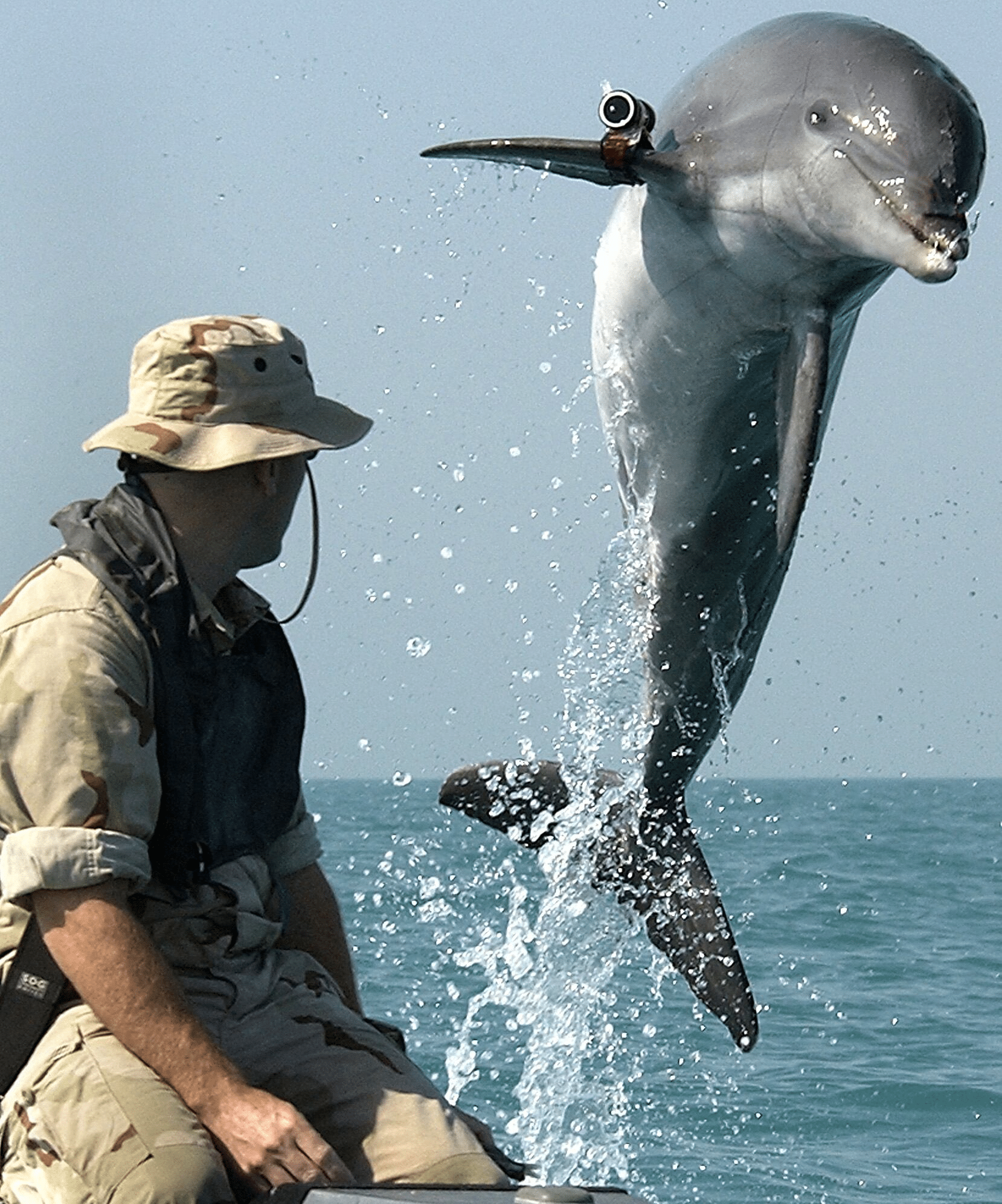 Il giorno del delfino